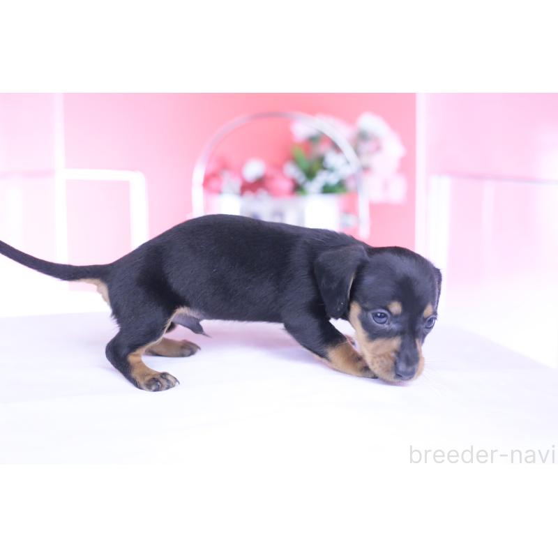 販売中の愛知県のカニンヘンダックスフンド(スムースヘアード)-444720の3枚目