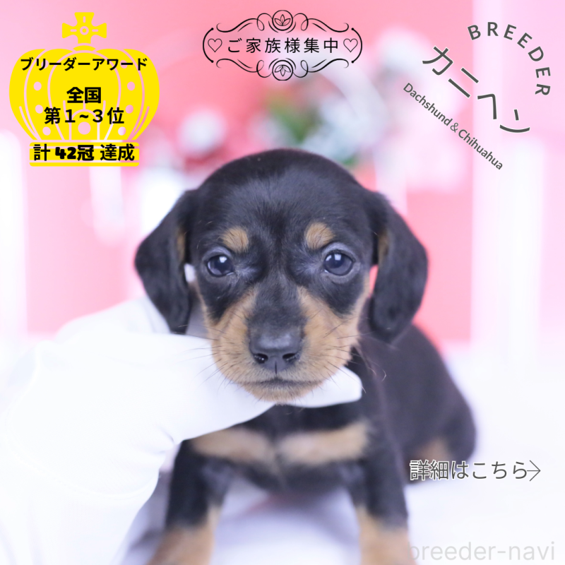 販売中の愛知県のカニンヘンダックスフンド(スムースヘアード)-444720の1枚目