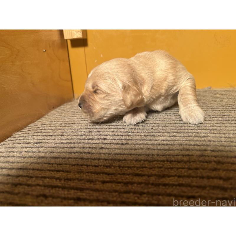 販売中の静岡県のゴールデンレトリーバー-444728の4枚目