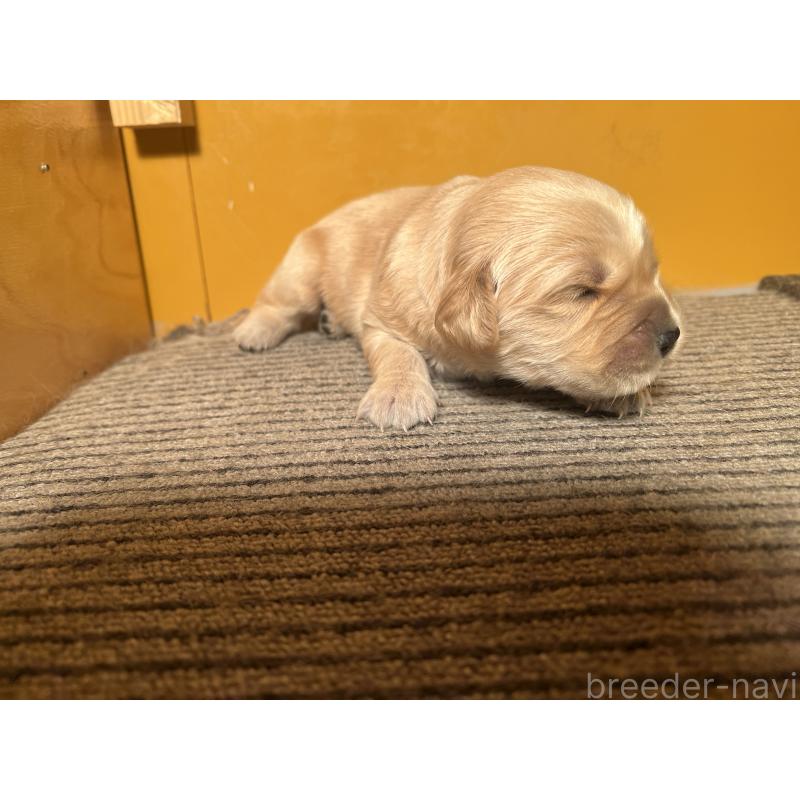 販売中の静岡県のゴールデンレトリーバー-444728の3枚目