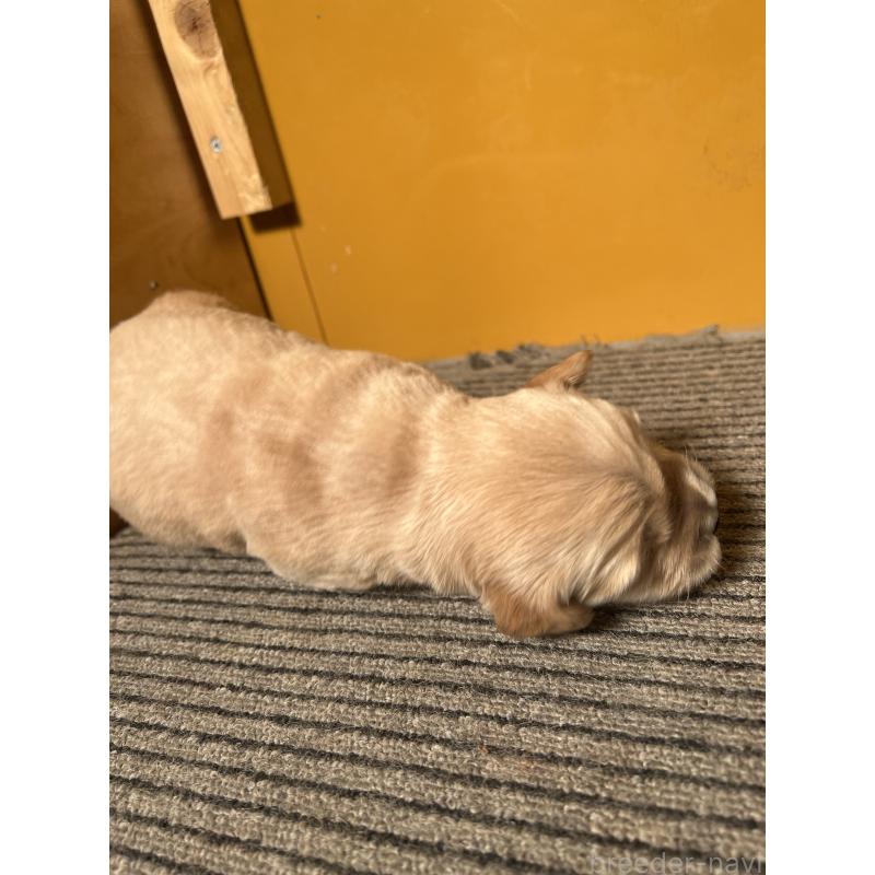 販売中の静岡県のゴールデンレトリーバー-444728の2枚目