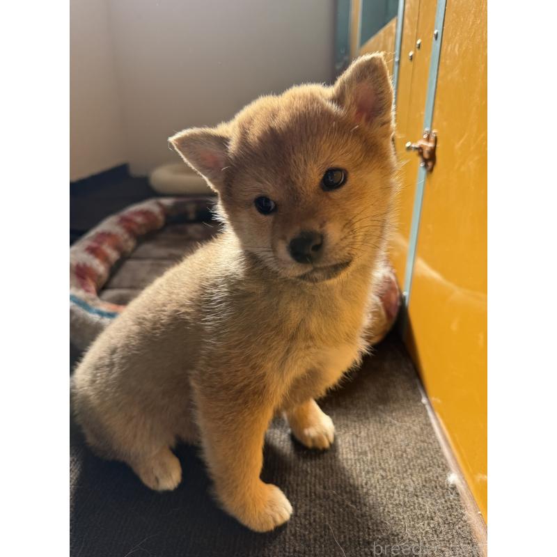 販売中の静岡県の柴犬-444726の10枚目