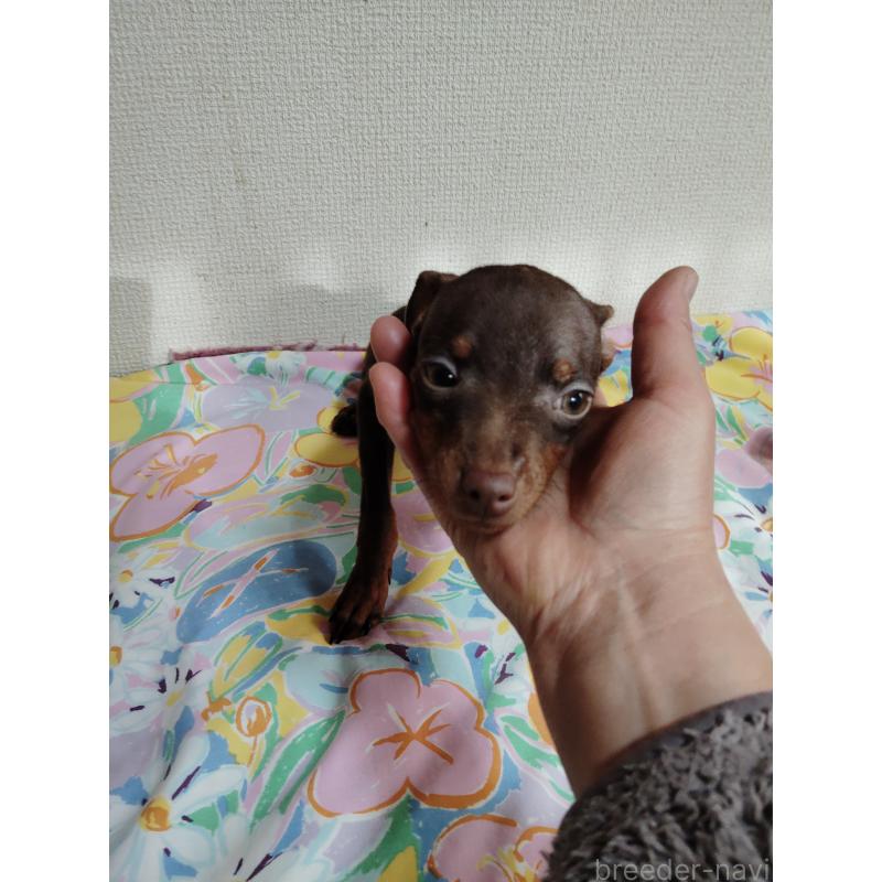 販売中の大阪府のミニチュアピンシャー(ミニピン)-428780の4枚目