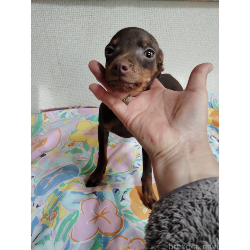 販売中の大阪府のミニチュアピンシャー(ミニピン)-428780の2枚目