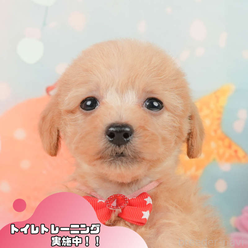 販売中の静岡県のタイニープードル-444730