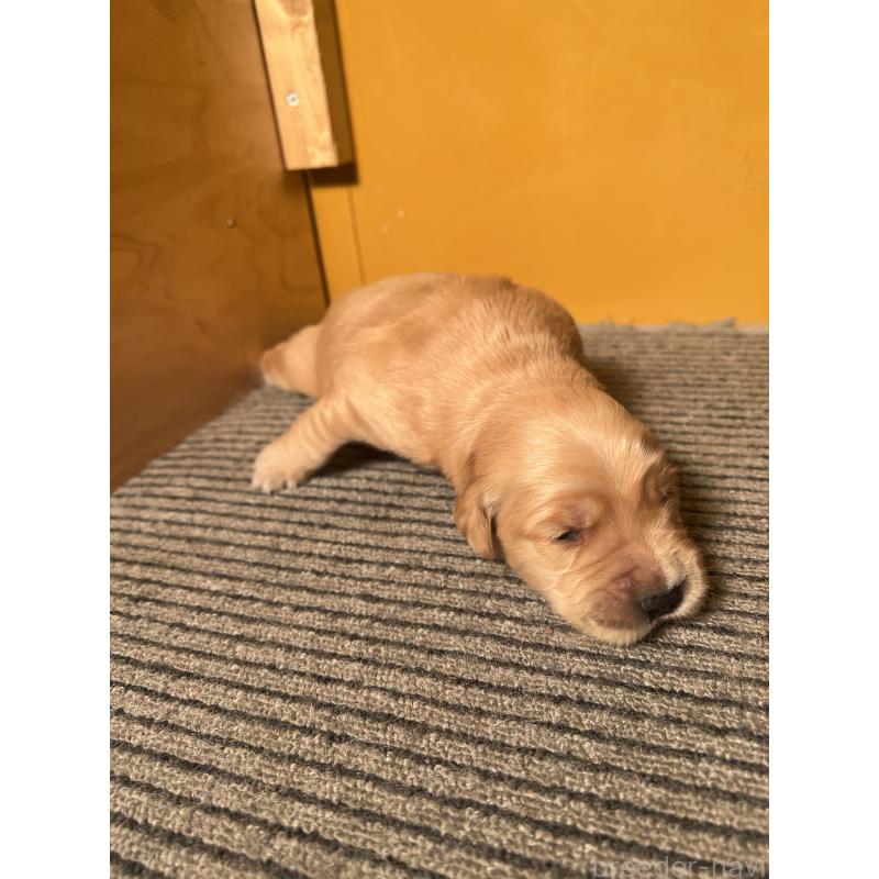 販売中の静岡県のゴールデンレトリーバー-444731の5枚目