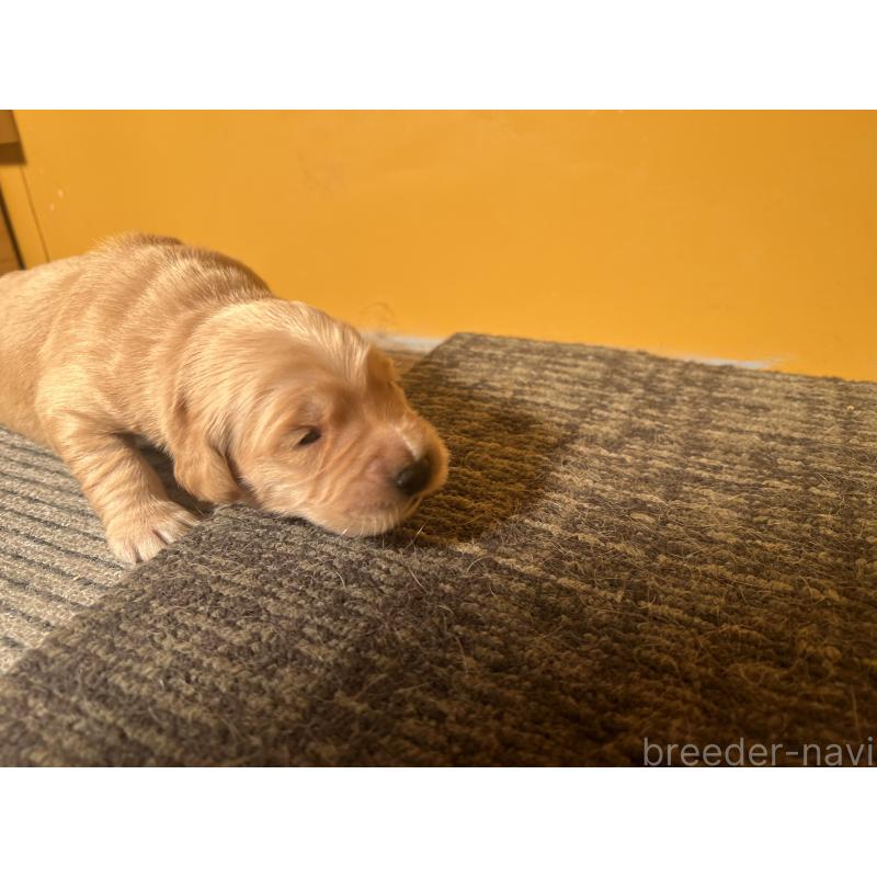 販売中の静岡県のゴールデンレトリーバー-444731の4枚目