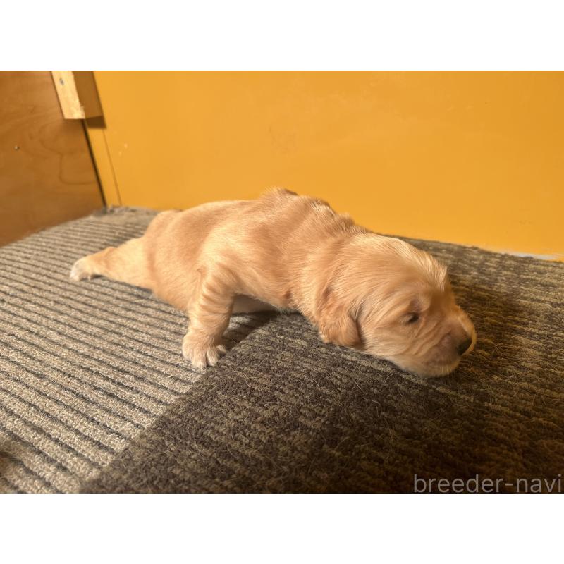 販売中の静岡県のゴールデンレトリーバー-444731の3枚目