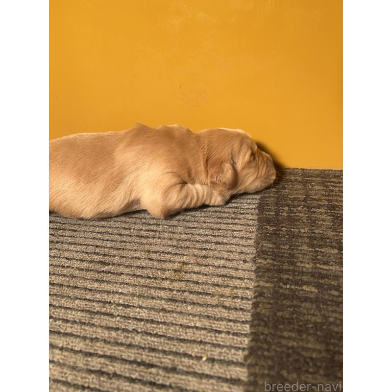 販売中の静岡県のゴールデンレトリーバー-444731の2枚目