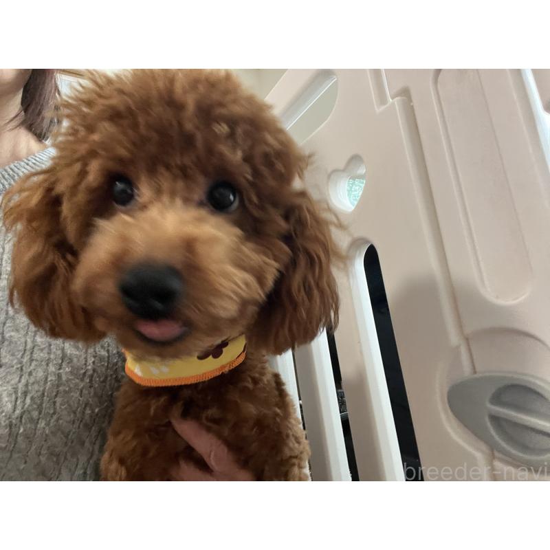 商談中の埼玉県のタイニープードル-410406の4枚目