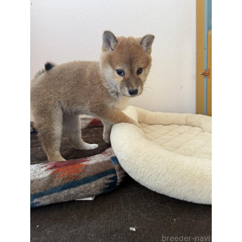 販売中の静岡県の柴犬-444734の6枚目