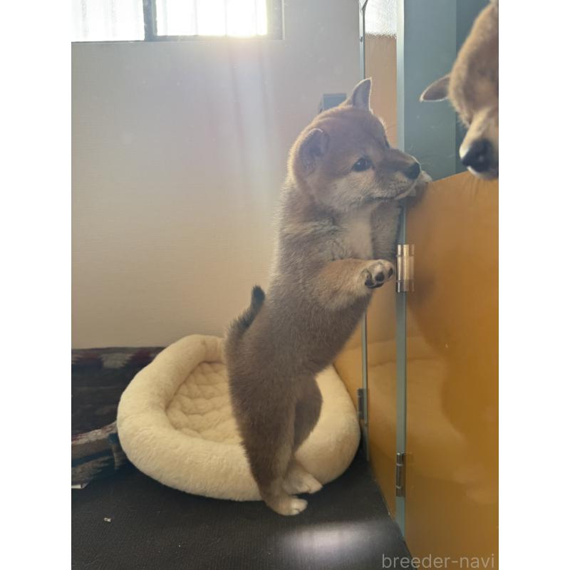 販売中の静岡県の柴犬-444734の5枚目