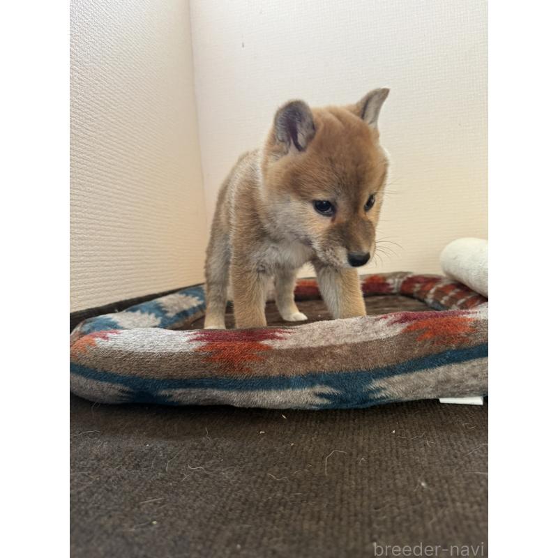 販売中の静岡県の柴犬-444734の4枚目