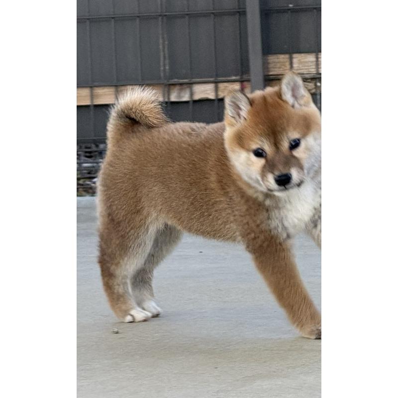 販売中の静岡県の柴犬-444734の3枚目