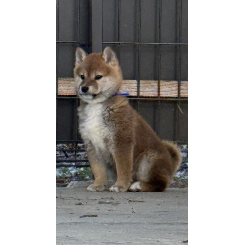 販売中の静岡県の柴犬-444734の2枚目