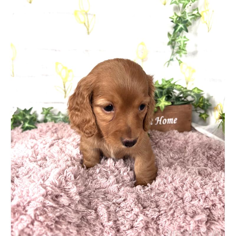 販売中の埼玉県のミニチュアダックスフンド(ロングヘアード)-444744の19枚目