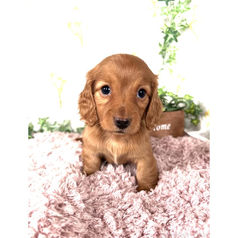 販売中の埼玉県のミニチュアダックスフンド(ロングヘアード)-444744の17枚目