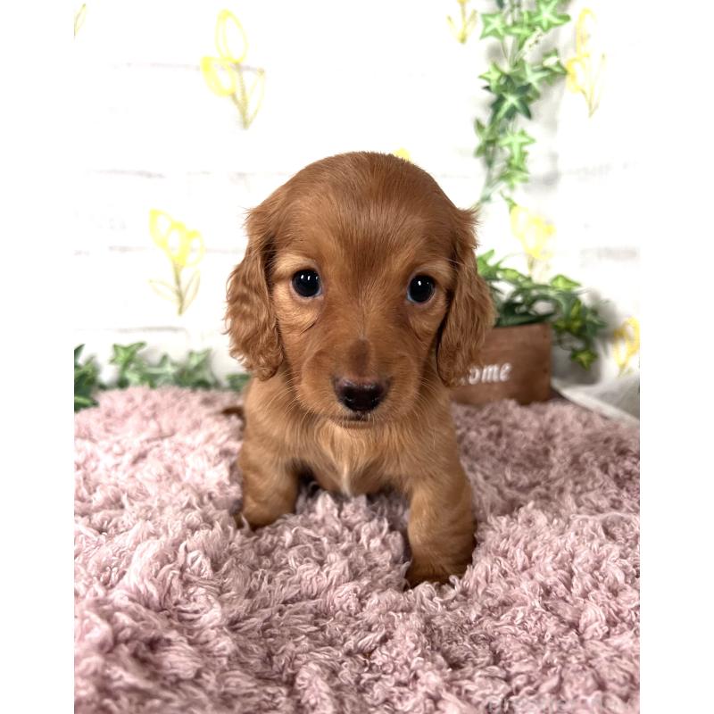 販売中の埼玉県のミニチュアダックスフンド(ロングヘアード)-444744の16枚目