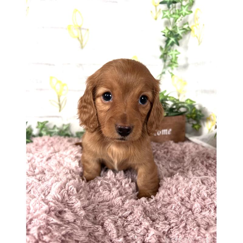 販売中の埼玉県のミニチュアダックスフンド(ロングヘアード)-444744の15枚目