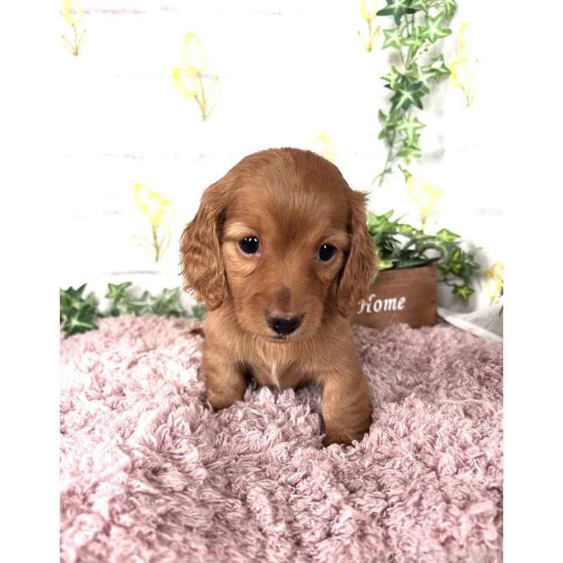 販売中の埼玉県のミニチュアダックスフンド(ロングヘアード)-444744の13枚目