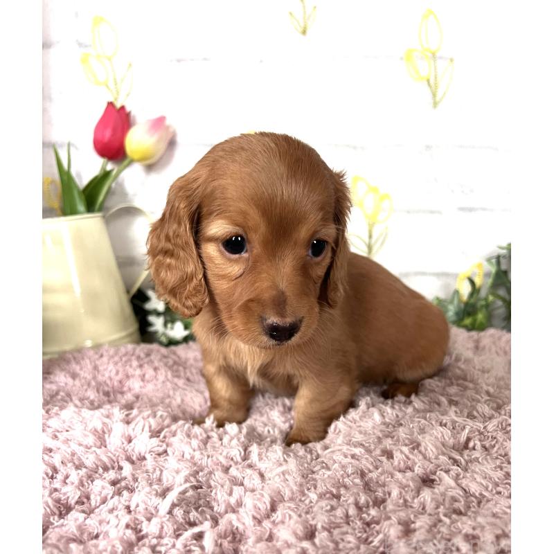 販売中の埼玉県のミニチュアダックスフンド(ロングヘアード)-444744の12枚目