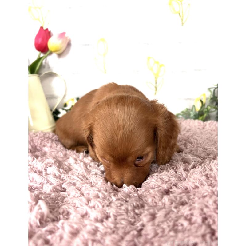 販売中の埼玉県のミニチュアダックスフンド(ロングヘアード)-444744の7枚目