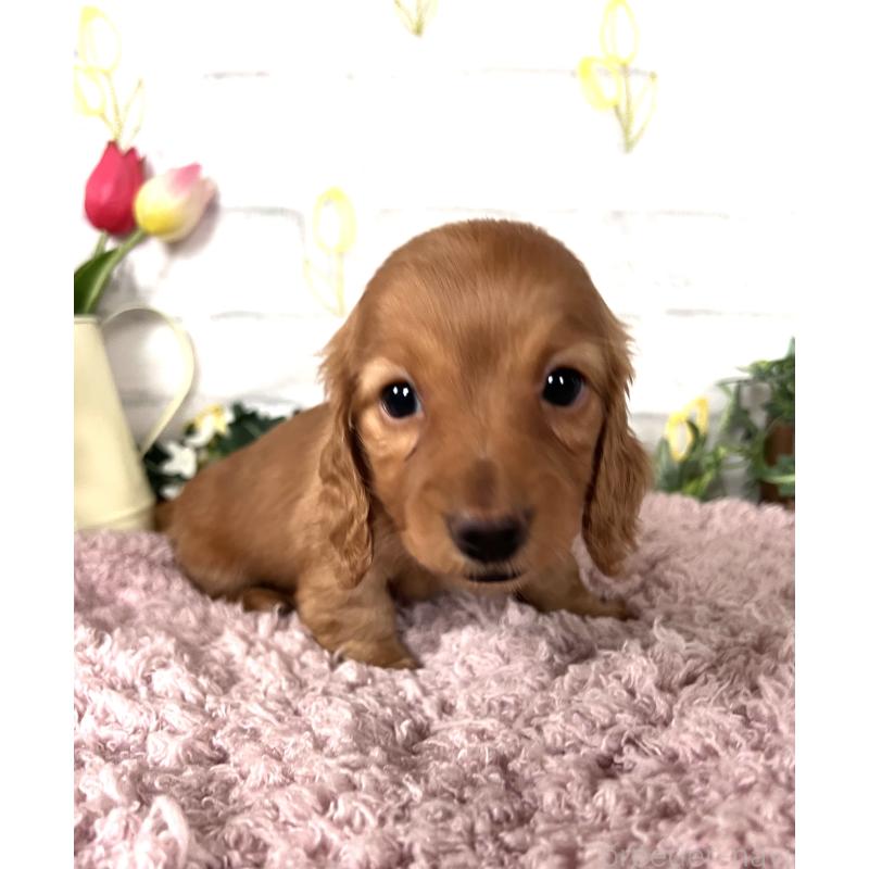 販売中の埼玉県のミニチュアダックスフンド(ロングヘアード)-444744の6枚目