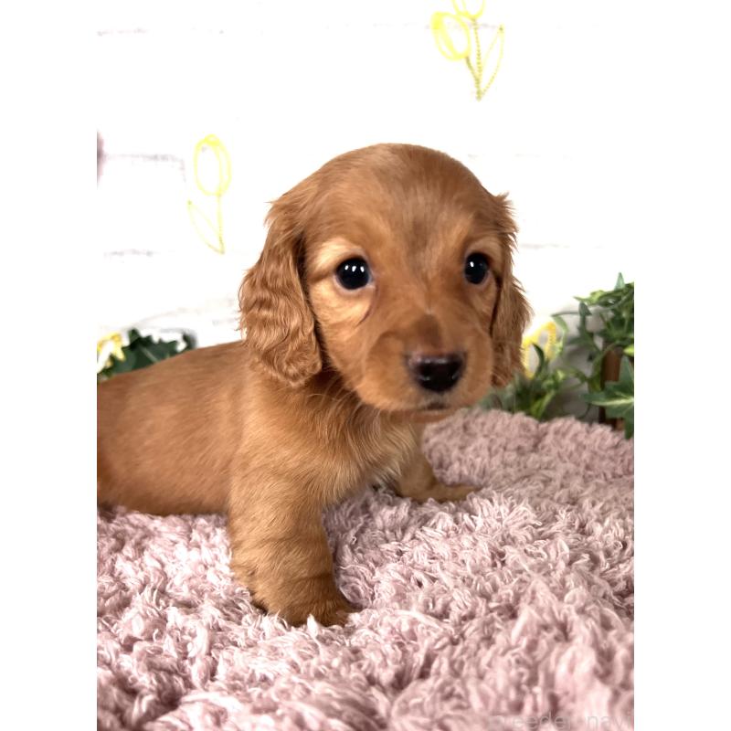 販売中の埼玉県のミニチュアダックスフンド(ロングヘアード)-444744の5枚目