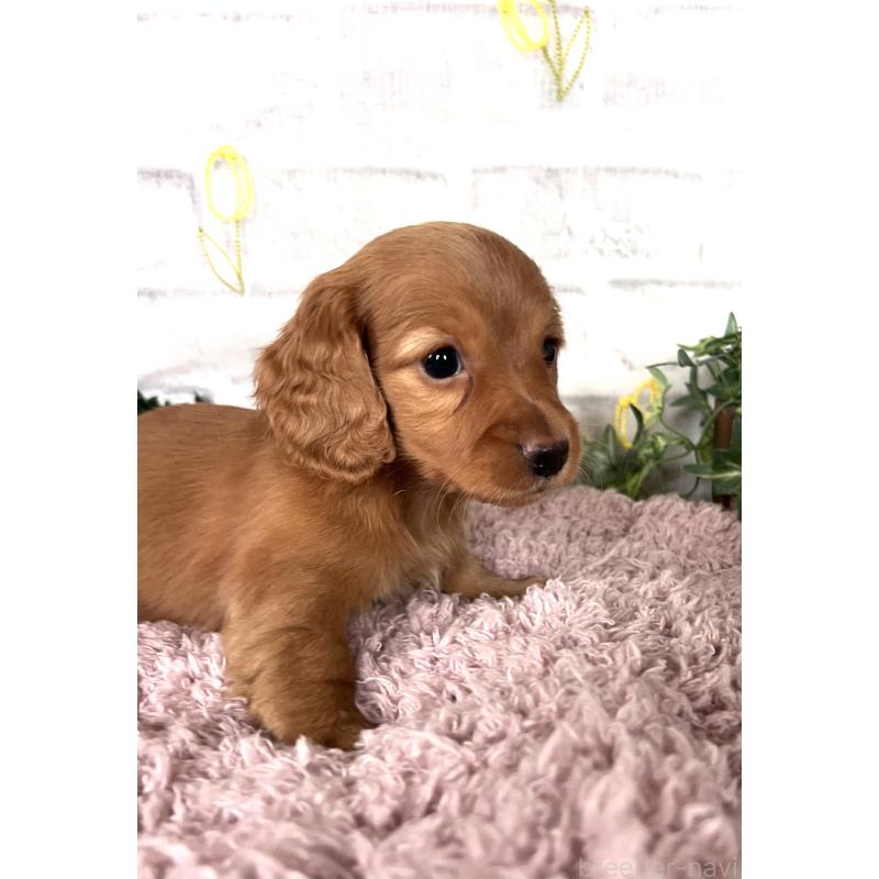 販売中の埼玉県のミニチュアダックスフンド(ロングヘアード)-444744の4枚目