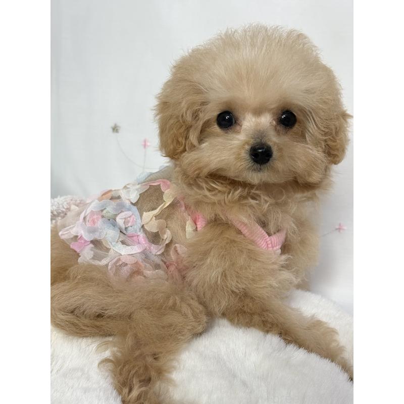 成約済の大阪府のティーカッププードル-437090の3枚目