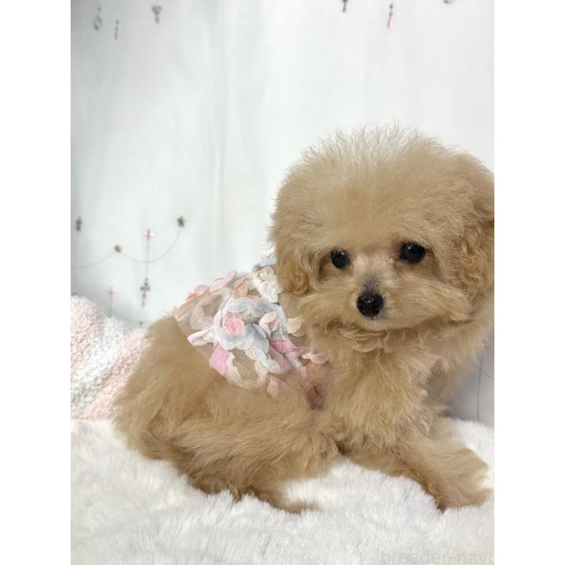 成約済の大阪府のティーカッププードル-437090の2枚目