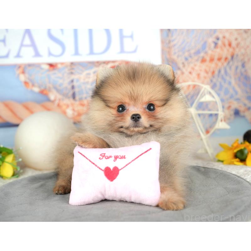 販売中の千葉県のポメラニアン-444746の4枚目