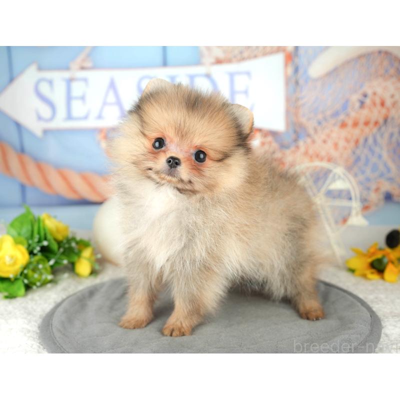 販売中の千葉県のポメラニアン-444746の3枚目