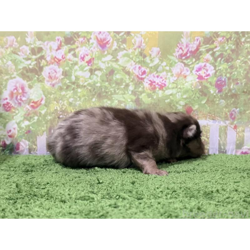 販売中の埼玉県のポメラニアン-444745の3枚目