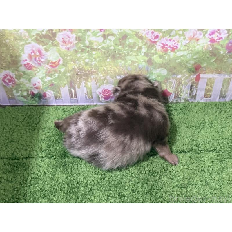 販売中の埼玉県のポメラニアン-444745の2枚目