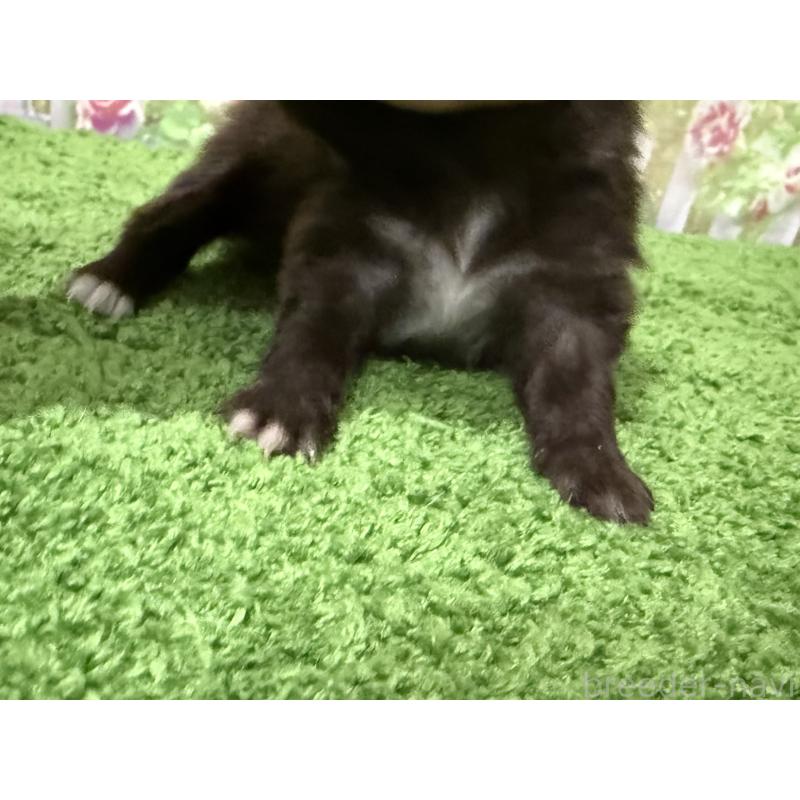 販売中の埼玉県のポメラニアン-444747の2枚目