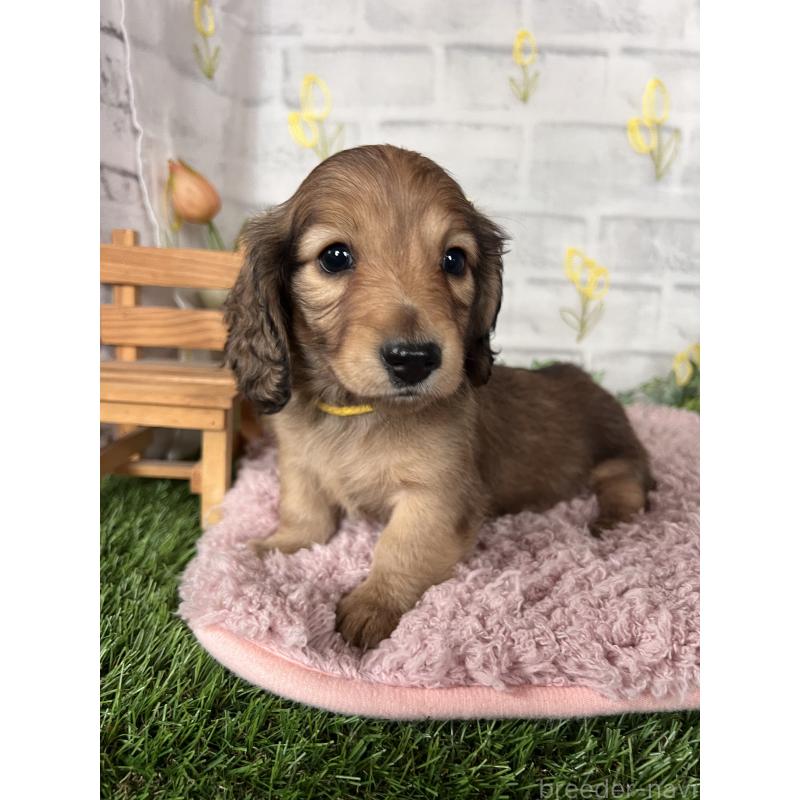 販売中の埼玉県のミニチュアダックスフンド(ロングヘアード)-444749の18枚目