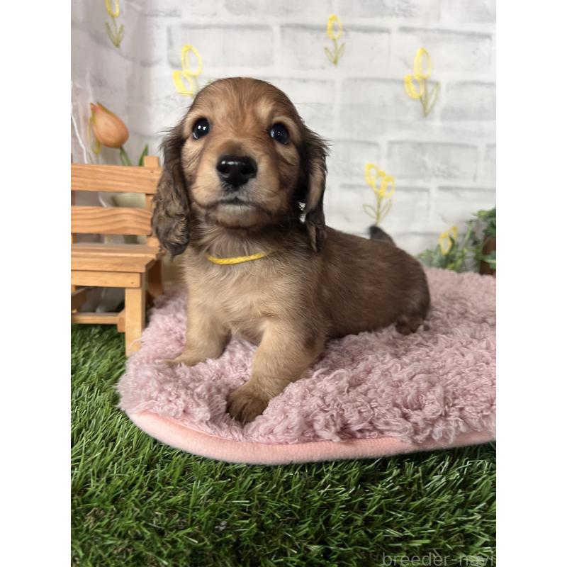 販売中の埼玉県のミニチュアダックスフンド(ロングヘアード)-444749の17枚目