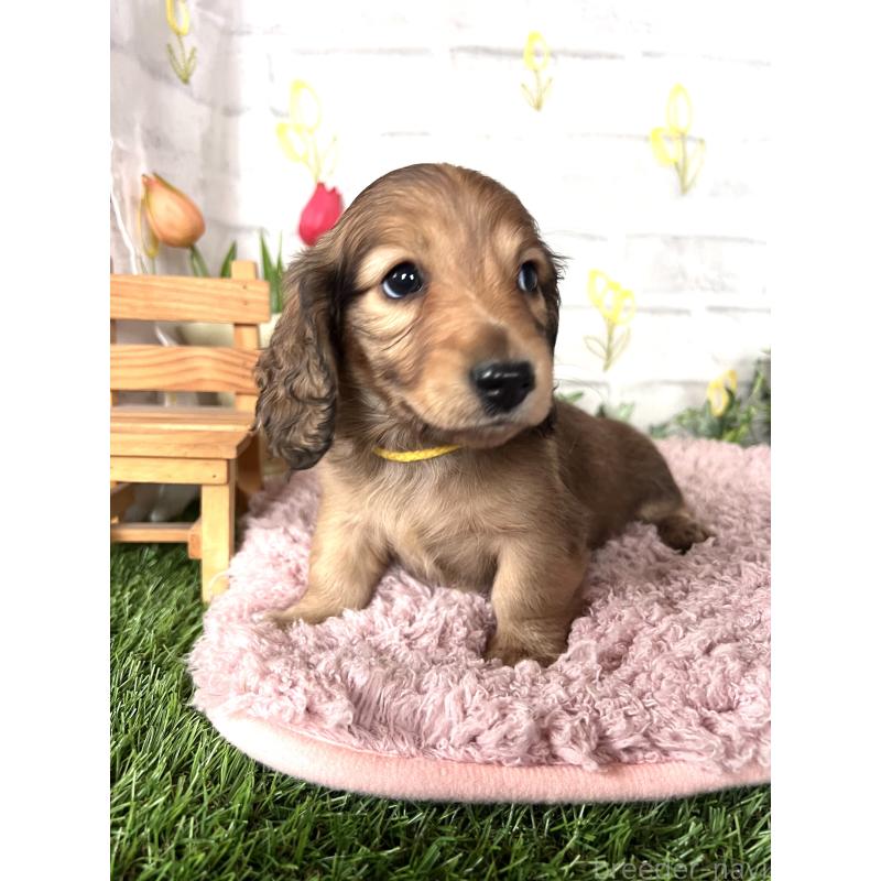 販売中の埼玉県のミニチュアダックスフンド(ロングヘアード)-444749の15枚目