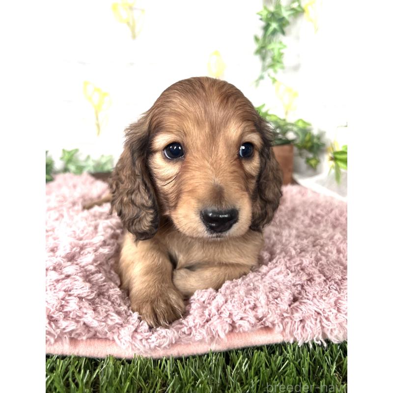 販売中の埼玉県のミニチュアダックスフンド(ロングヘアード)-444749の14枚目