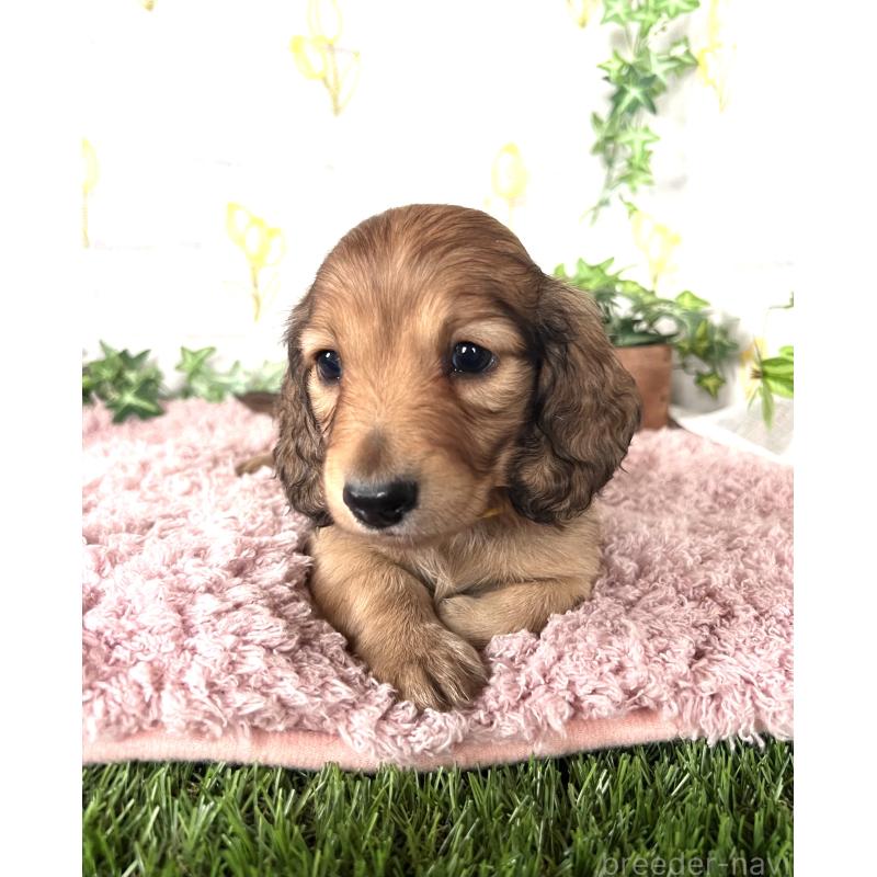 販売中の埼玉県のミニチュアダックスフンド(ロングヘアード)-444749の12枚目