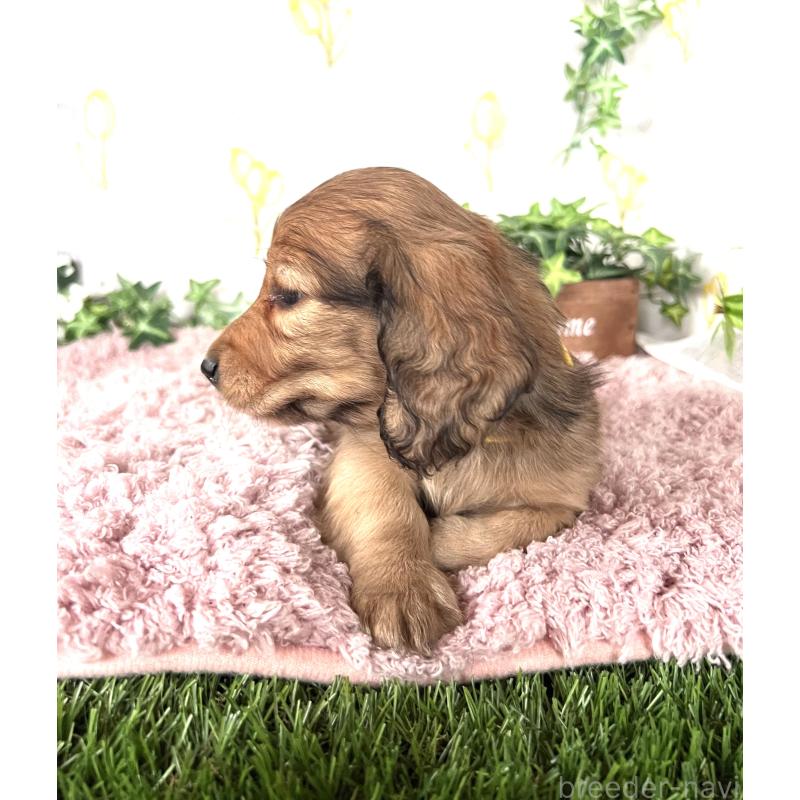 販売中の埼玉県のミニチュアダックスフンド(ロングヘアード)-444749の11枚目