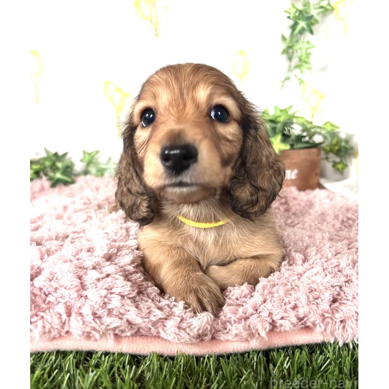 販売中の埼玉県のミニチュアダックスフンド(ロングヘアード)-444749の9枚目