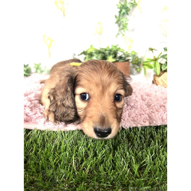 販売中の埼玉県のミニチュアダックスフンド(ロングヘアード)-444749の6枚目