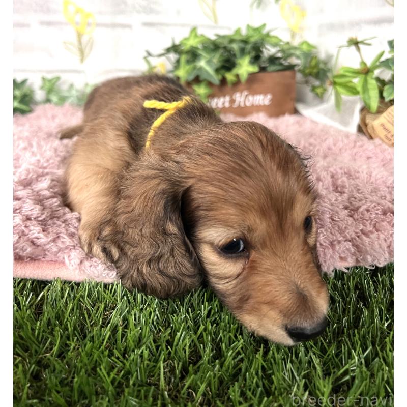 販売中の埼玉県のミニチュアダックスフンド(ロングヘアード)-444749の5枚目