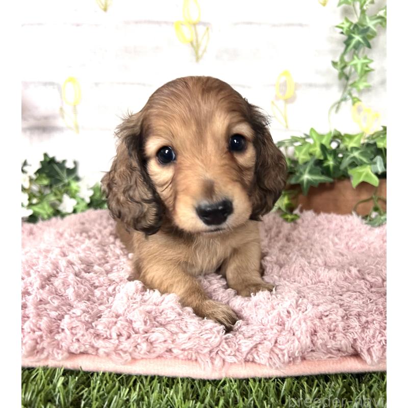 販売中の埼玉県のミニチュアダックスフンド(ロングヘアード)-444749の4枚目