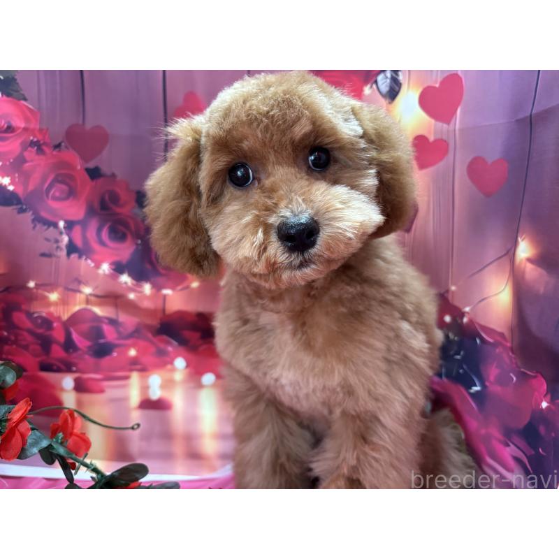 販売中の栃木県のトイプードル-423583