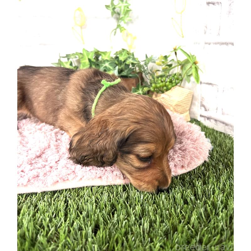 販売中の埼玉県のミニチュアダックスフンド(ロングヘアード)-444750の14枚目