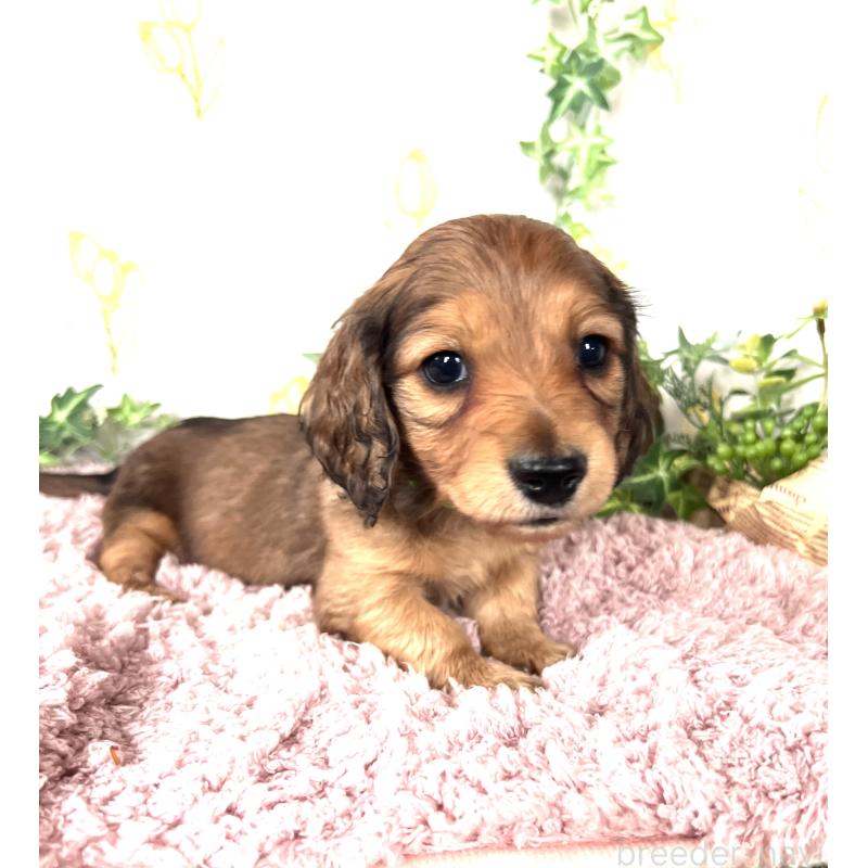 販売中の埼玉県のミニチュアダックスフンド(ロングヘアード)-444750の12枚目