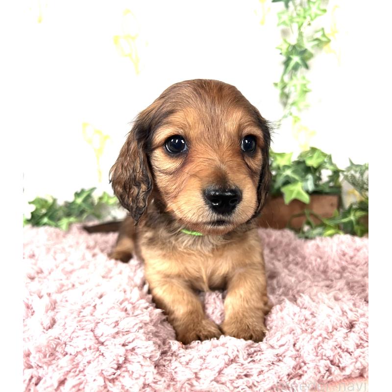 販売中の埼玉県のミニチュアダックスフンド(ロングヘアード)-444750の10枚目